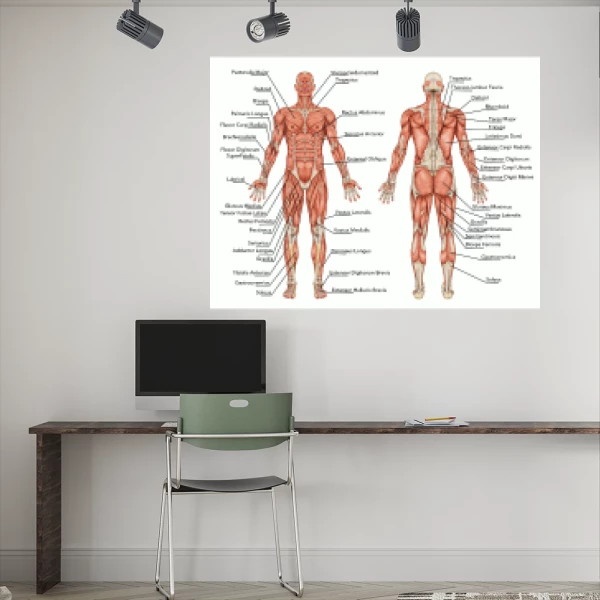 Sticker Anatomy - Human muscles